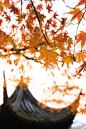 【  一片秋光，青山红树 …  】