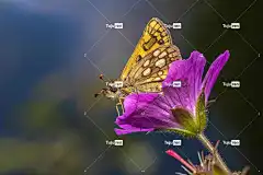 埃塞克斯船长 美丽的花朵 蝴蝶 昆虫 翅膀 花壁纸 花 授粉