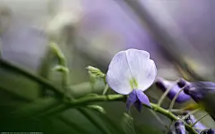 #紫藤花#高清壁纸,第6张图片