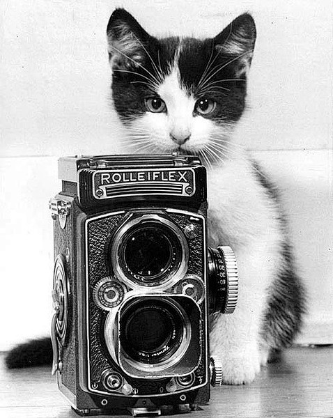 Kitten & Rolleiflex ...