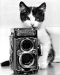 Kitten & Rolleiflex Camera ~ 1961