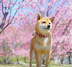 桜の道采集到动物