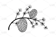 有球果的雪松树枝。Eps10矢量图例。手绘。出一行