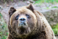 General 1600x1066 bears sadness Grizzly bear brown bear Grizzly Bears animals