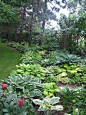 Beautiful Views: *Hosta Garden