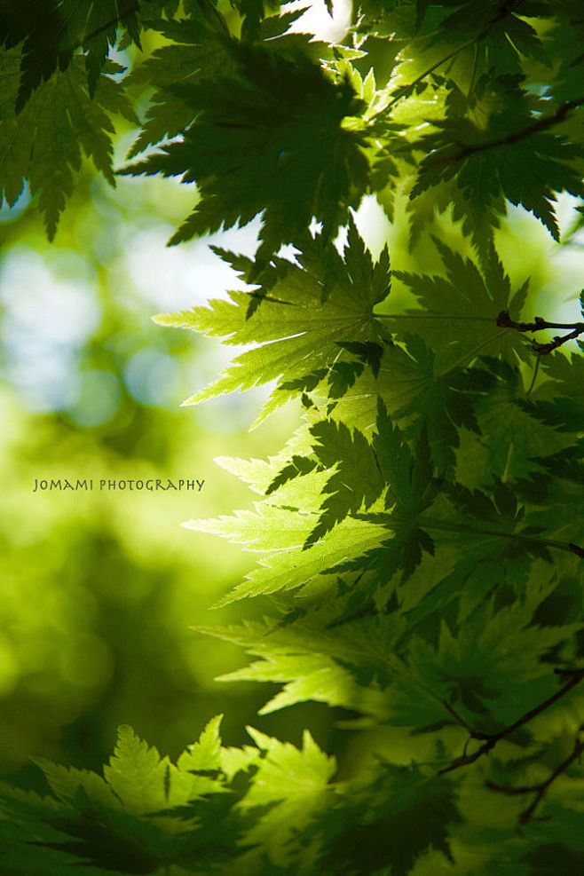 Fine Green by Mami J...
