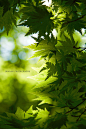 Fine Green by Mami Jo on 500px