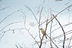 雀科,枝,褐色,水平画幅,鸟类,夏天,户外,湖,泰国,植物