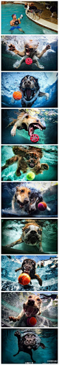 话说。。有个摄影师一天突发奇想。。想在水下拍一下狗狗们跳下水去追球的场景....... 尼玛。。简直太凶残了好么！！！