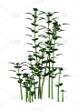 3D渲染荨麻荨麻在白色