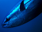 Photograph Blue Fin Tuna by Alexius Sutandio on 500px