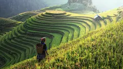 自然山区 水稻田 梯田风景壁纸
