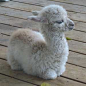 Baby llama! Awww :) | Animals