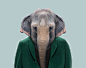 Asiatic-Elephant---Elephas-Maximus-copia