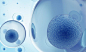 Staving Off Stem Cell Cancer Risk : Genetic screens could weed out mutant cell lines before clinical use.