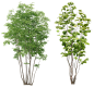 tree png image