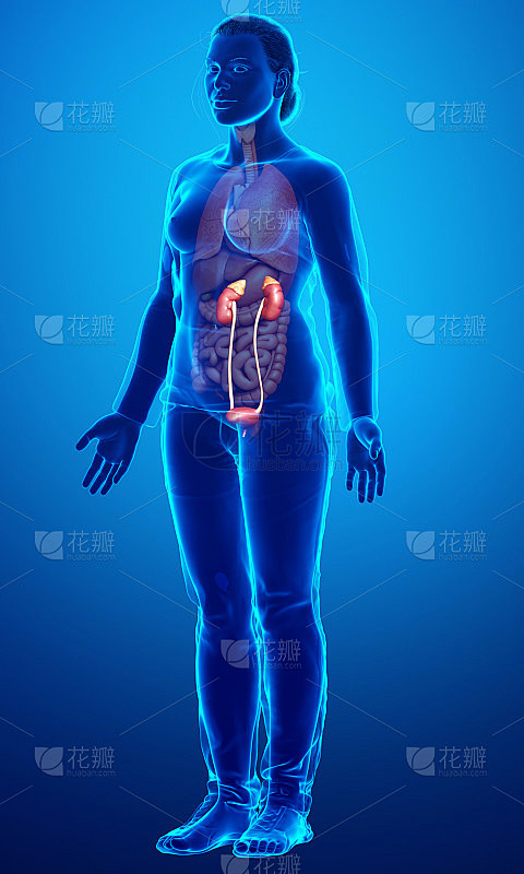 3d渲染，医学上准确的女性肾脏的插图
