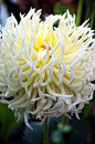 Spider Mum