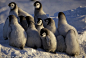 小企鹅们拥挤在一起被父母们保护着抵抗严寒 - 网帖翻译 - 军事科技新闻 - 龙腾网