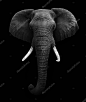 Black & White Image of an Elephant Isolated on a Black Background