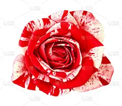 花红色的白色玫瑰孤立在白色的背景。特写镜头。设计的元素。