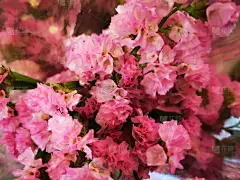 在街上卖漂亮的花