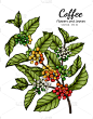 coffee flower and leaf drawing with line art on