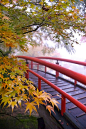 Yellow autumn leaves and a bridge