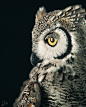 Subarctic Great Horned Owl