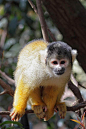 灵长目·卷尾猴科·卷尾猴属：黑冠松鼠猴