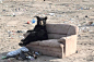 <p>　　当地时间2017年10月3日，加拿大曼尼托巴，加拿大护士曼迪·斯坦提克在她的一次常规旅行中捕捉到这组画面，在当地的一个垃圾场，一只黑熊正像人一样坐在一张废弃的沙发上，仿佛在享受着舒服的沙发。曼迪·斯坦提克说这种景象并不常见，黑熊就像人一样，双腿交叉，爪子搭在沙发扶手上，仿佛即将享受爆米花和冰淇淋。</p>