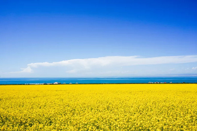 青海湖,风景,俄亥俄河,青海省,油菜花,...