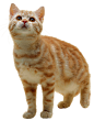 猫PNG