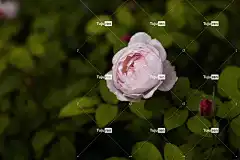 玫瑰 花卉背景 粉色的 花 关闭 美丽的花朵 自然 花壁纸