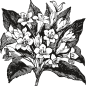 国外复古线描海洋动物蔬菜蒸汽汽车花卉玫瑰运动航海矢量图案合集 (73)