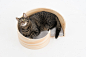 Swirl cat bed on Behance