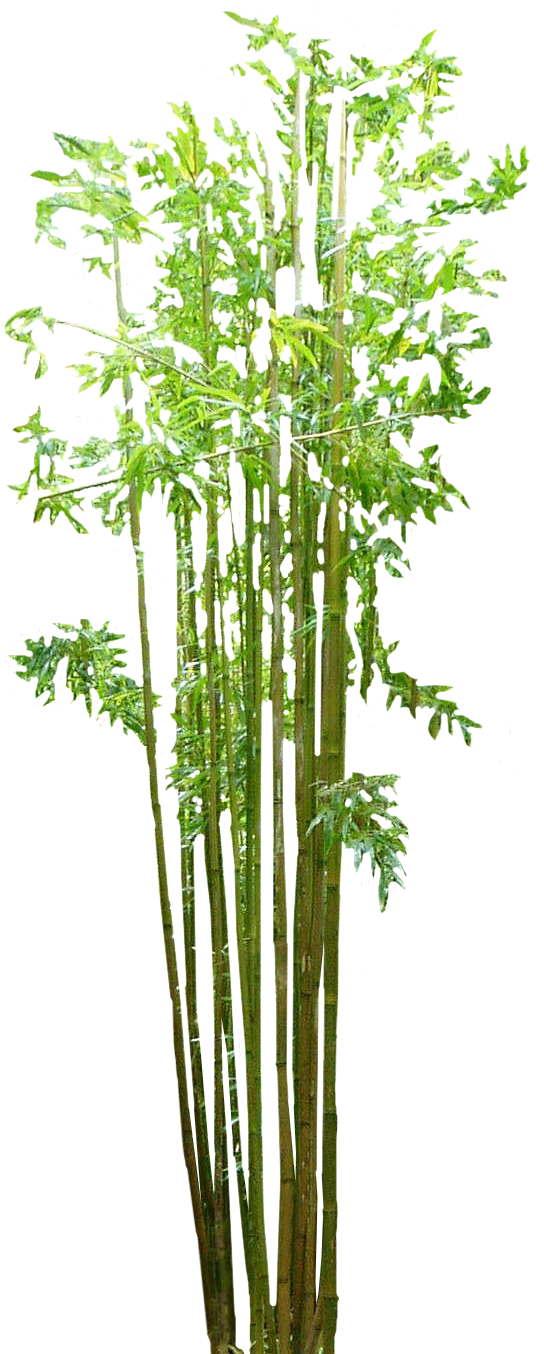 竹PNG-花瓣网