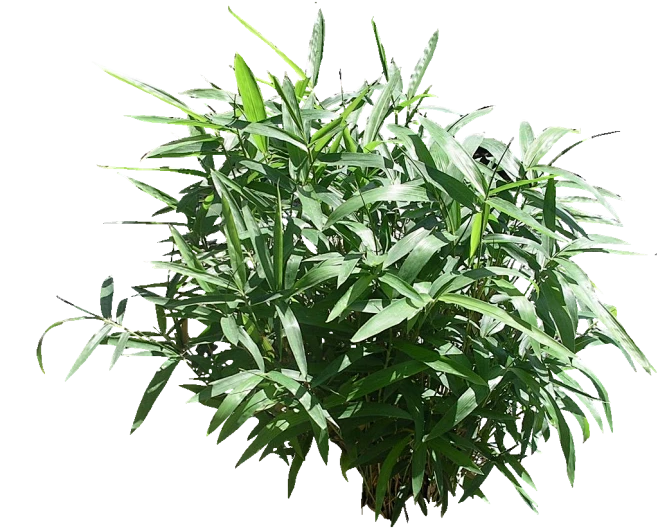 箬竹png素材元素-花瓣网