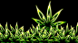 毒品大麻草数字艺术杂草分形 - 壁纸（#2979369）/ Wallbase.cc