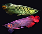 with tons of Aquarium Fish keeping and Fish breeding tips.