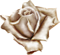 rose4 copy.png