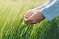 Hands and green green wheat ears by Igor Stevanovic on 500px