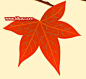 PS绘制一张漂亮的秋季红叶壁纸-PS鼠绘基础教程
