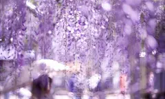 唯美的紫藤花桌面壁纸