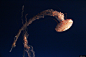 海洋生物 水 水下 水族馆 水母 暗 动物摄影图片图片壁纸