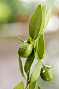 Jojoba growing plant used in cosmetics and biofuel