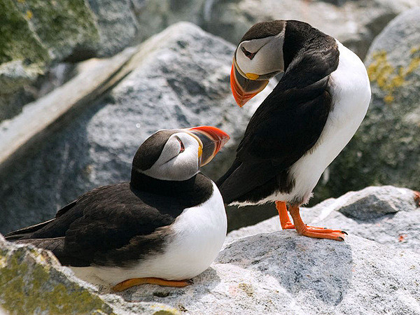 缅因州玛基亚斯海豹岛(Machias Seal Island)上的两只海雀(Puffin)。这个岛屿是海雀和其他濒危鸟类的栖息地，海雀夏天在 ...