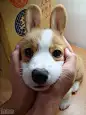 主人，人家真不是兔子。。。