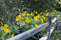 篱笆附近的黄色野花