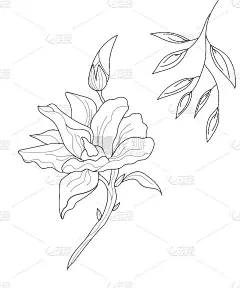 植物的花。极简自然植物花卉艺术。矢量插图。黑白植物花海报，卡片